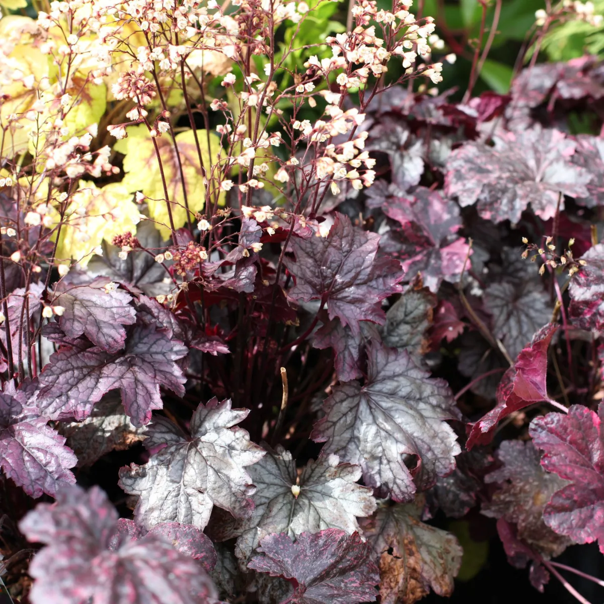 Гейхера  Fireworks Гейхера  Fireworks