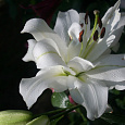 Лилия ОТ-гибрид Уайт Айз