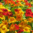 Настурция (Капуцин) Большая Смесь окрасок