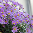 Брахикома Brasco Violet