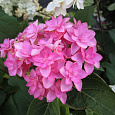 Гортензия крупнолистовая Романс Пинк