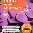 Барвинок малый Атропурпуреа