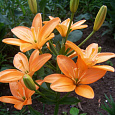 Лилия ЛА-гибрид Ориндж Кокот