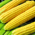 Кукуруза  Кубанский  Кукуруза  Кубанский