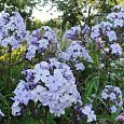 Флокс Метельчатый Флидеренциан