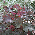 Гейхера  Flores Sea Гейхера  Flores Sea