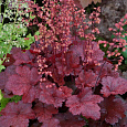 Гейхера гибридная Черри Кола Гейхера гибридная Черри Кола