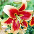 Лилия ОТ-гибрид Ред Морнинг