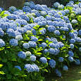Гортензия крупнолистовая Никко Блю