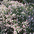 Астра бокоцветная Horizontalis