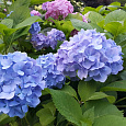 Гортензия крупнолистовая Блау Цверг