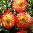 Георгина махровая Procyon
