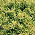 Можжевельник прибрежный All gold Можжевельник прибрежный All gold