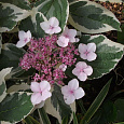 Гортензия крупнолистовая Вариегата
