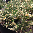 Можжевельник горизонтальный Variegata Можжевельник горизонтальный Variegata