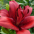 Лилия ЛА-гибрид Констебль
