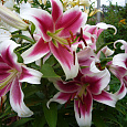 Лилия ОТ-гибрид Бон Ши