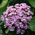 Гортензия крупнолистовая Аиша
