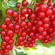 Смородина красная Уральская красная