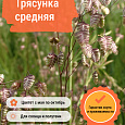 Трясунка средняя