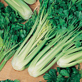 Сельдерей черешковый Юта Сельдерей черешковый Юта