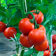 Томат Финиш Томат Финиш