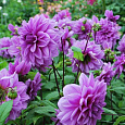 Георгина махровая Lilac Time