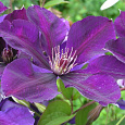 Клематис крупноцветковый Джипси Квин
