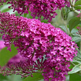 Буддлея Давида Саммэ Бьюти
