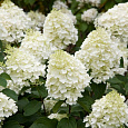 Гортензия метельчатая Сильвер Доллар