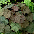 Гейхера гибридная Биг Топ Бронз Гейхера гибридная Биг Топ Бронз