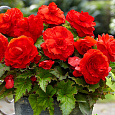 Бегония Клубневая Cascade Odorosa Red Sunset