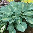 Хоста гибридная Киви Фулл Монти Хоста гибридная Киви Фулл Монти