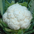 Капуста Цветная Snowball 123