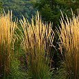 Вейник остроцветковый Карл Фоэстер
