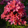 Флокс метельчатый Клеопатра