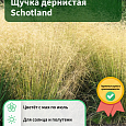 Щучка дернистая Schotland
