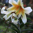 Лилия ОТ-гибрид Мистер Кас