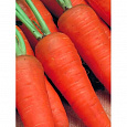 Морковь Шантенэ Королевская Морковь Шантенэ Королевская