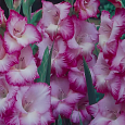Гладиолус гибридный Beauty of Holland