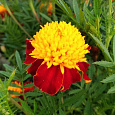 Бархатцы отклоненные махровые Золотая головка