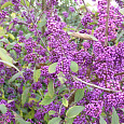 Красивоплодник Бодиньера Profusion