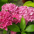 Гортензия крупнолистовая Товелит