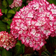 Гортензия крупнолистовая Сальса