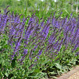Сальвия дубравная Блаукенигин