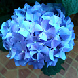 Гортензия крупнолистовая Блау Цверг