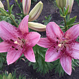 Лилия ЛА-гибрид Коголето
