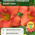 Лилейник гибридный South Seas Лилейник гибридный South Seas
